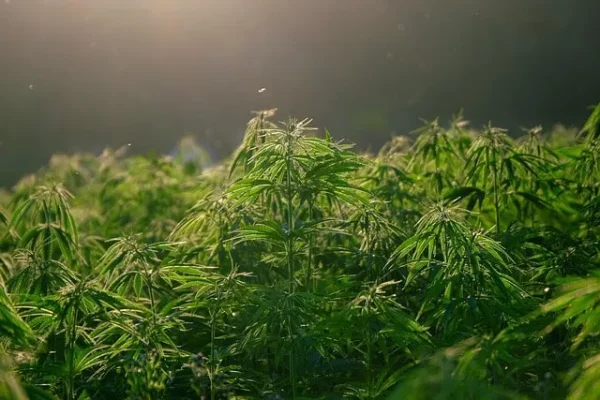 Cannabispflanzen in der Wachstumsphase