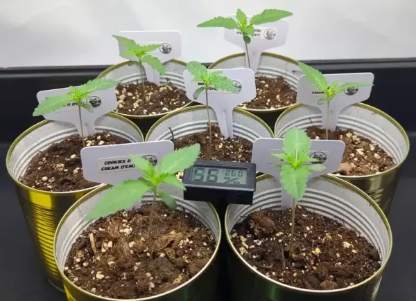 Cannabissamen nach dem keimen