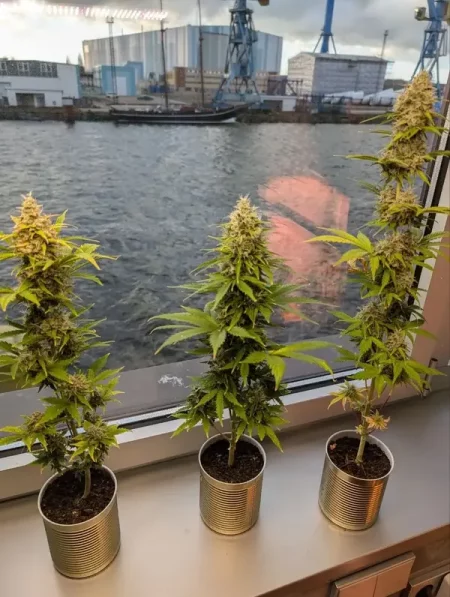 Fensterbank Grow