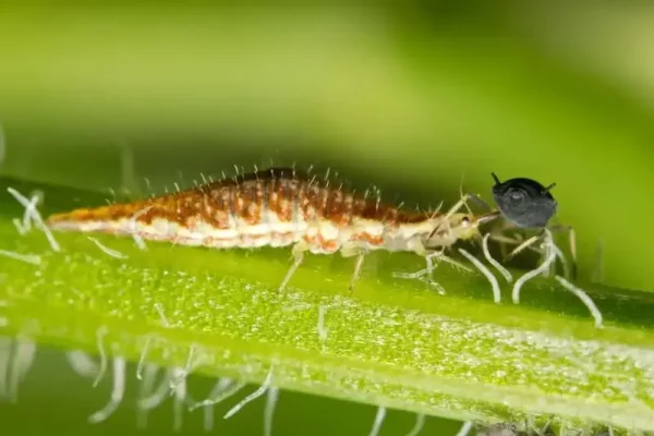 Florfliegenlarven gegen Blattläuse