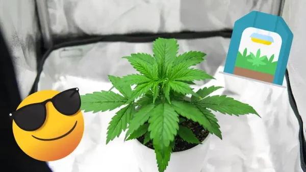 Growbox selber bauen