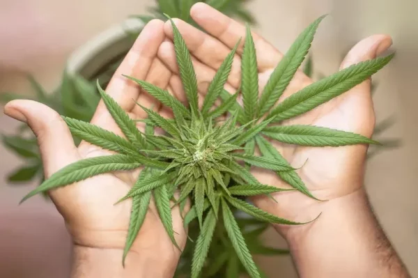 Perfekte Hanfpflanze im eigenen Garten ernten