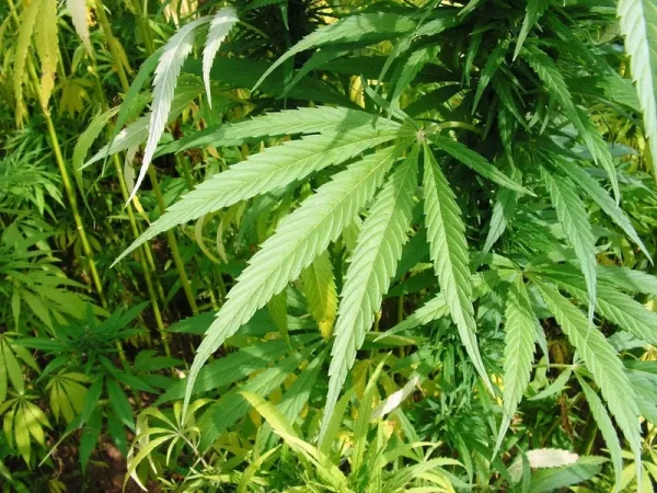 Cannabis Anbau - Neues Gesetz in Deutschland
