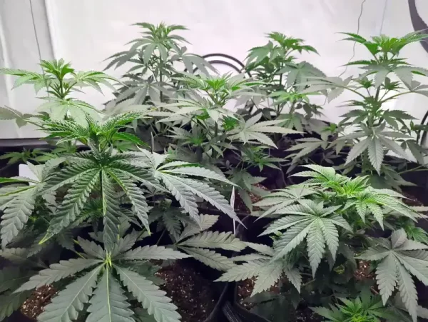 Indoor Anbau mit den richtigen Samen