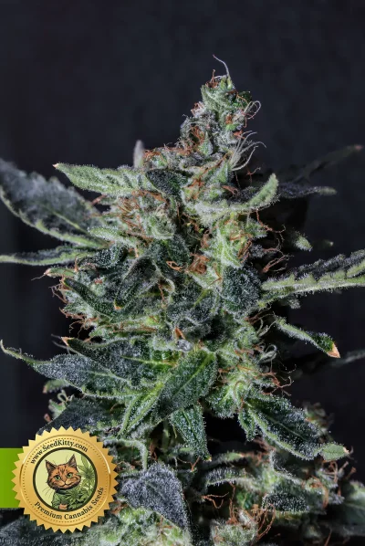 Runtz Autoflowering Hanfsamen