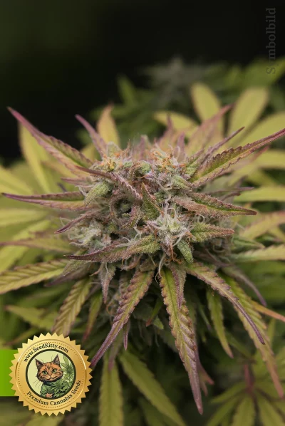 Zkittlez Tangie Power Autoflower 2