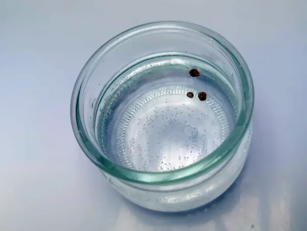 cannabis samen im wasserglas